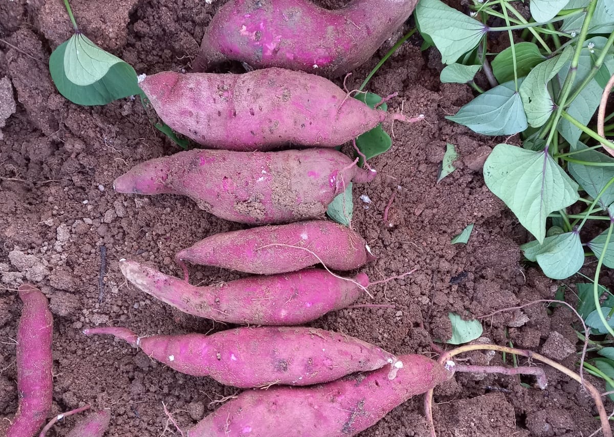 BATATA DOCE 30-06.jpg