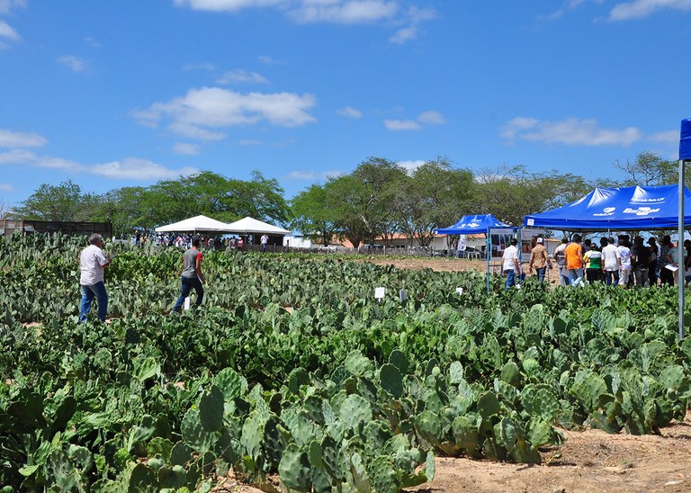 07_11_19 Governo realiza Dia de Campo com raquetes de palma forrageira (2).JPG