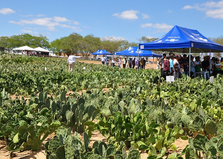 07_11_19 Governo realiza Dia de Campo com raquetes de palma forrageira (4).JPG
