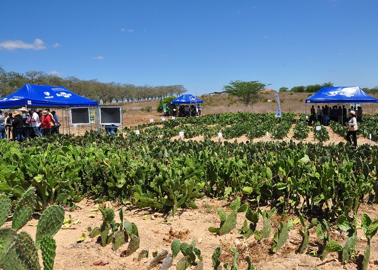 07_11_19 Governo realiza Dia de Campo com raquetes de palma forrageira (6).JPG