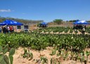 07_11_19 Governo realiza Dia de Campo com raquetes de palma forrageira (6).JPG