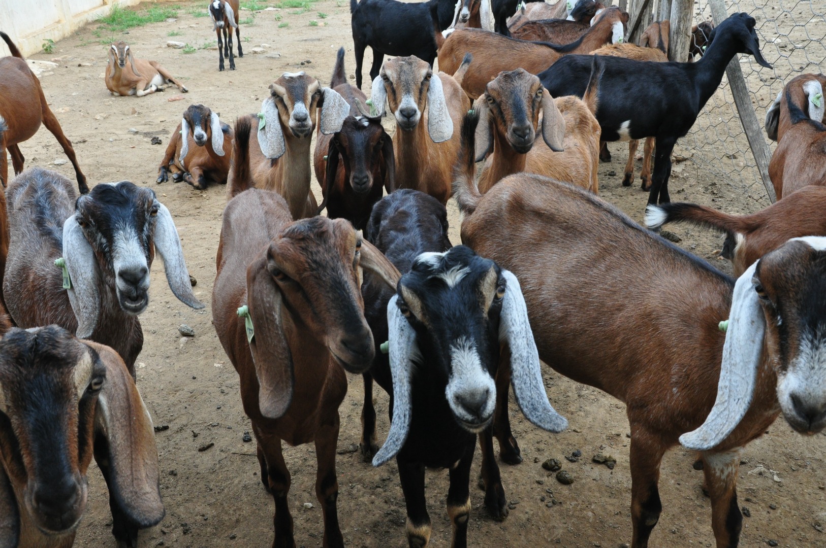 CAPRINOS 23 07.JPG