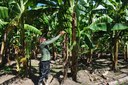 pronaf banana 26-10.JPG
