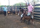 29_10_19 Paraíba libera produção de leite de cabra (4).jpg
