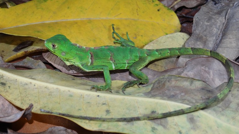 lagarto.jpeg