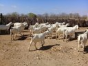 caprinos 28-04.jpg
