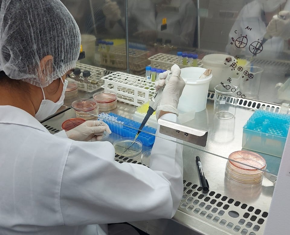 Análise microbiológica da bebida de palma.jpeg