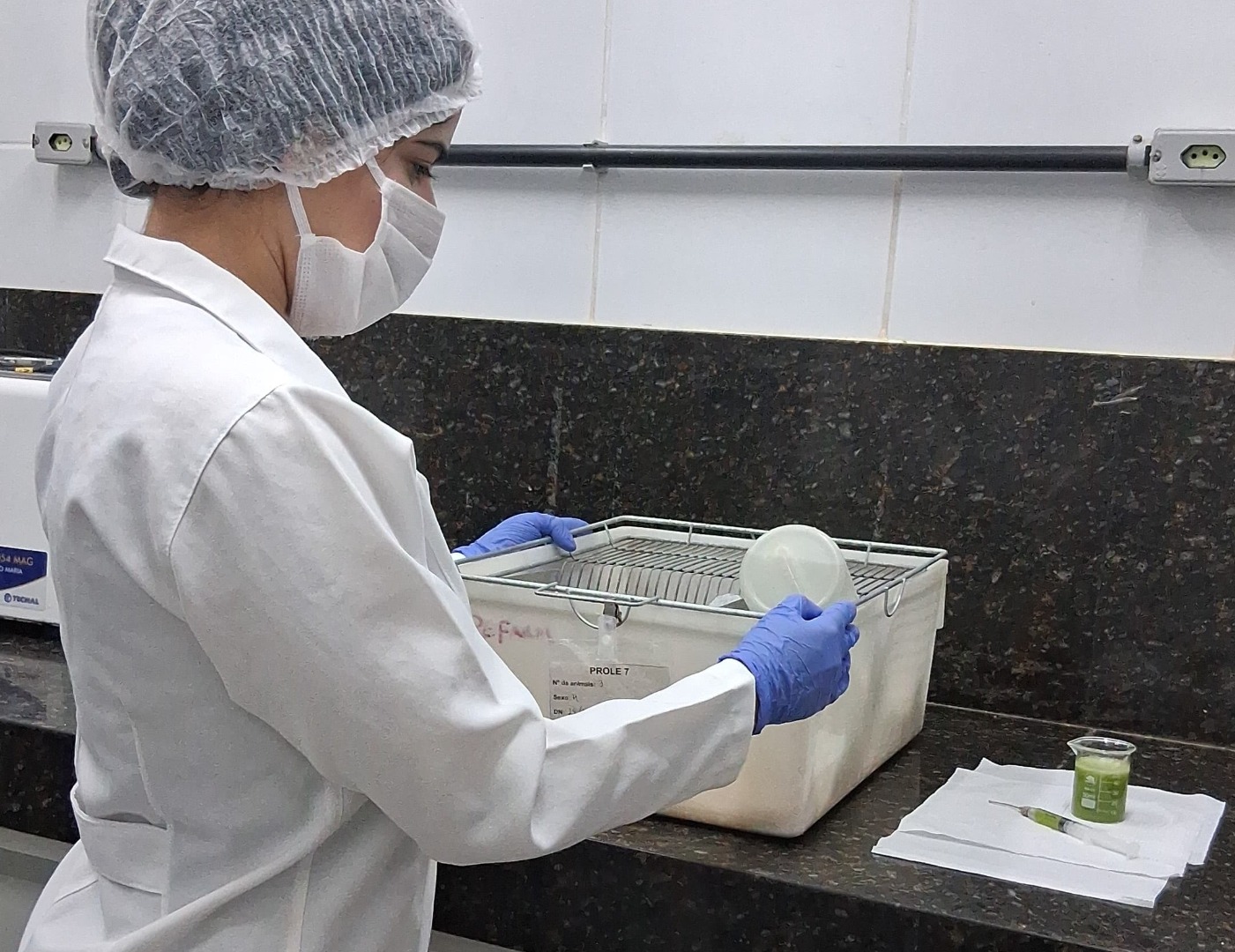 Bebida de palma sendo administrada aos ratos Wistar.jpeg