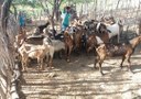 procase-entrega-animais-a-produtores-do-curimatau-paraibano9-270x191.jpg