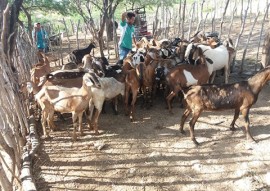 procase-entrega-animais-a-produtores-do-curimatau-paraibano9-270x191.jpg