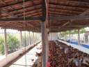 galinhas 10-02.jpg