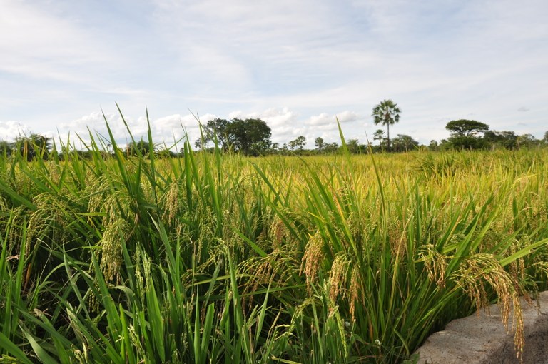 arroz 29-09.JPG arroz 29-09.JPG