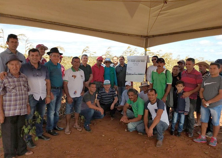 03_07_19 Produtores começam colheita de algodão consorciado com milho e gergelim (6).jpg