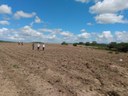 Plantio algodão2  03-06.jpg