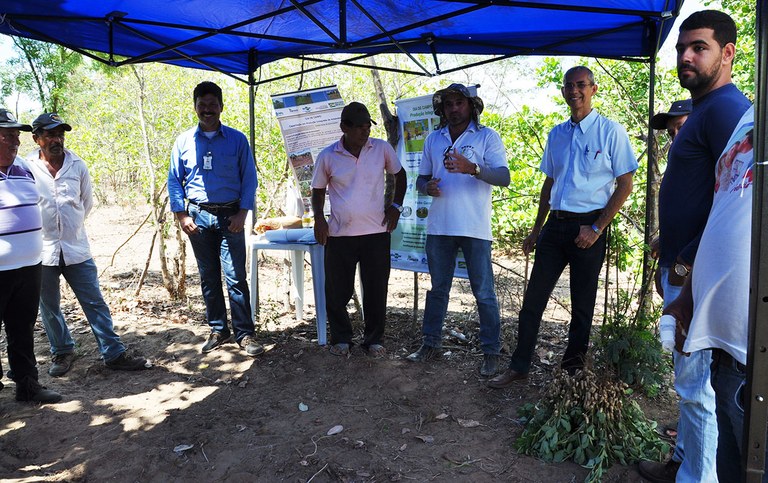 dia de campo sobre producao de amendoim agroecologico (1)a.jpg