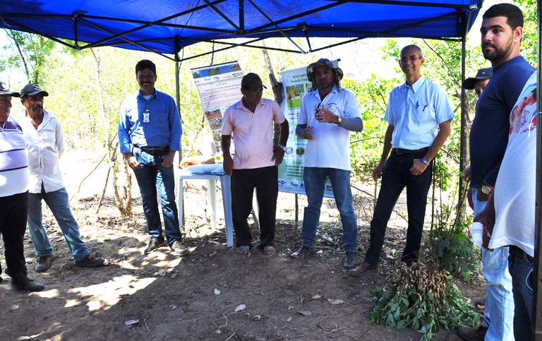 dia de campo sobre producao de amendoim agroecologico (6)g.jpg