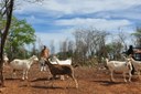 Caprinos 04 07.JPG