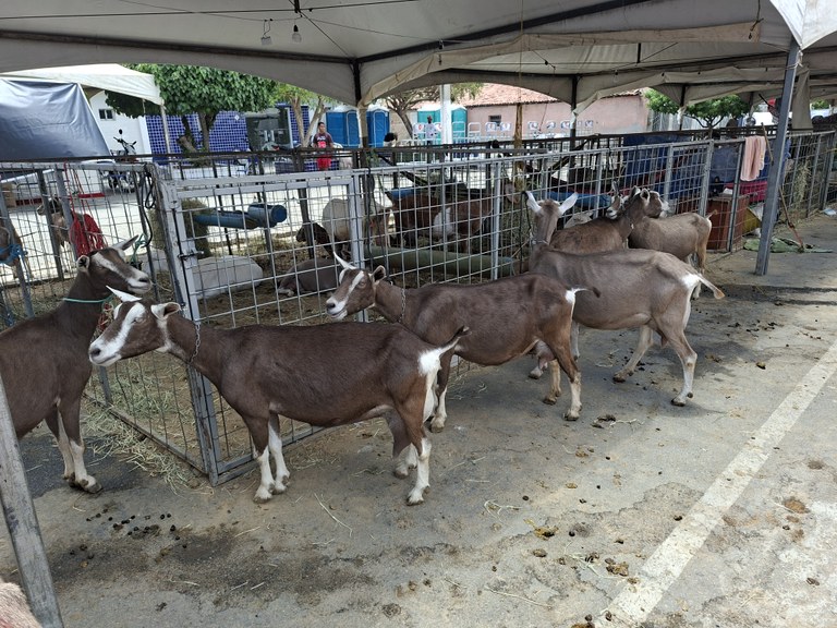 Animais expostos na 7a Juá Capri.jpg
