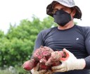 PAA_ por Luiz Henrique 1.jpg