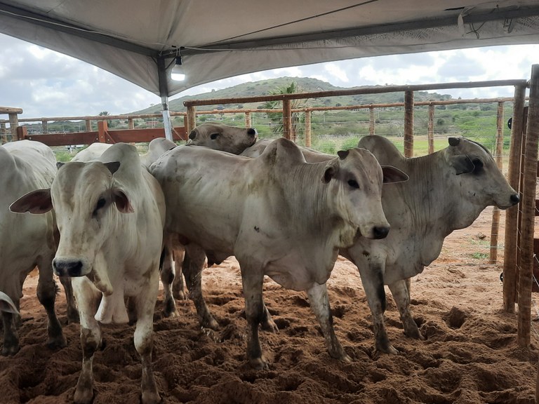 Bovinos expostos na 7a Expoagro Tacima.jpg