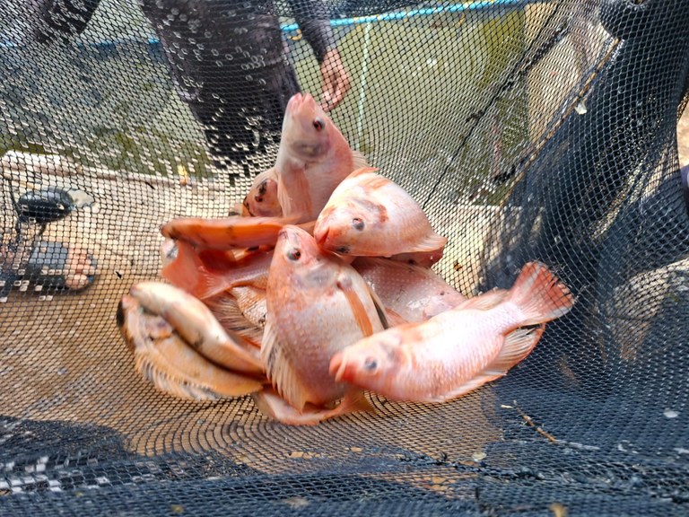 Tilpia vermelha - Estação de Piscicultura.jpeg