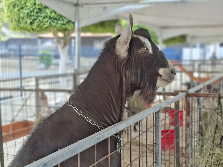 Animais na 1a Exposição de Caprinos e Ovinos de Puxinanã durante a 11a Festa da Mandioca.jpg