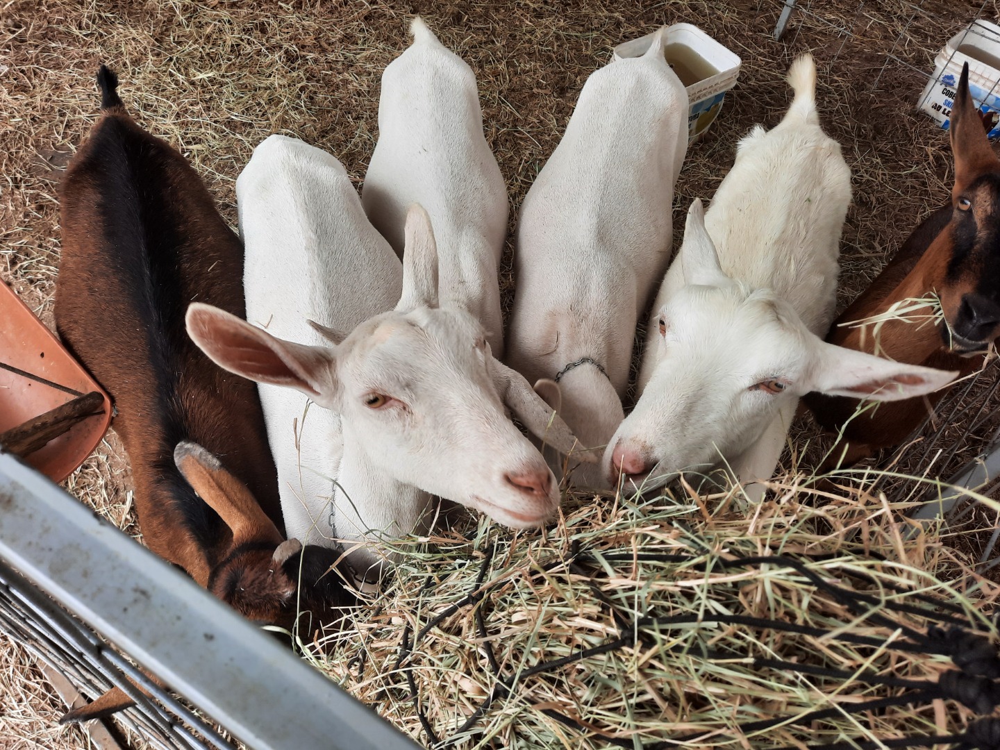 23a Bode na Rua - Animais.jpg