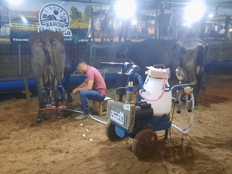 Demonstração de ordenha mecanizada.jpg