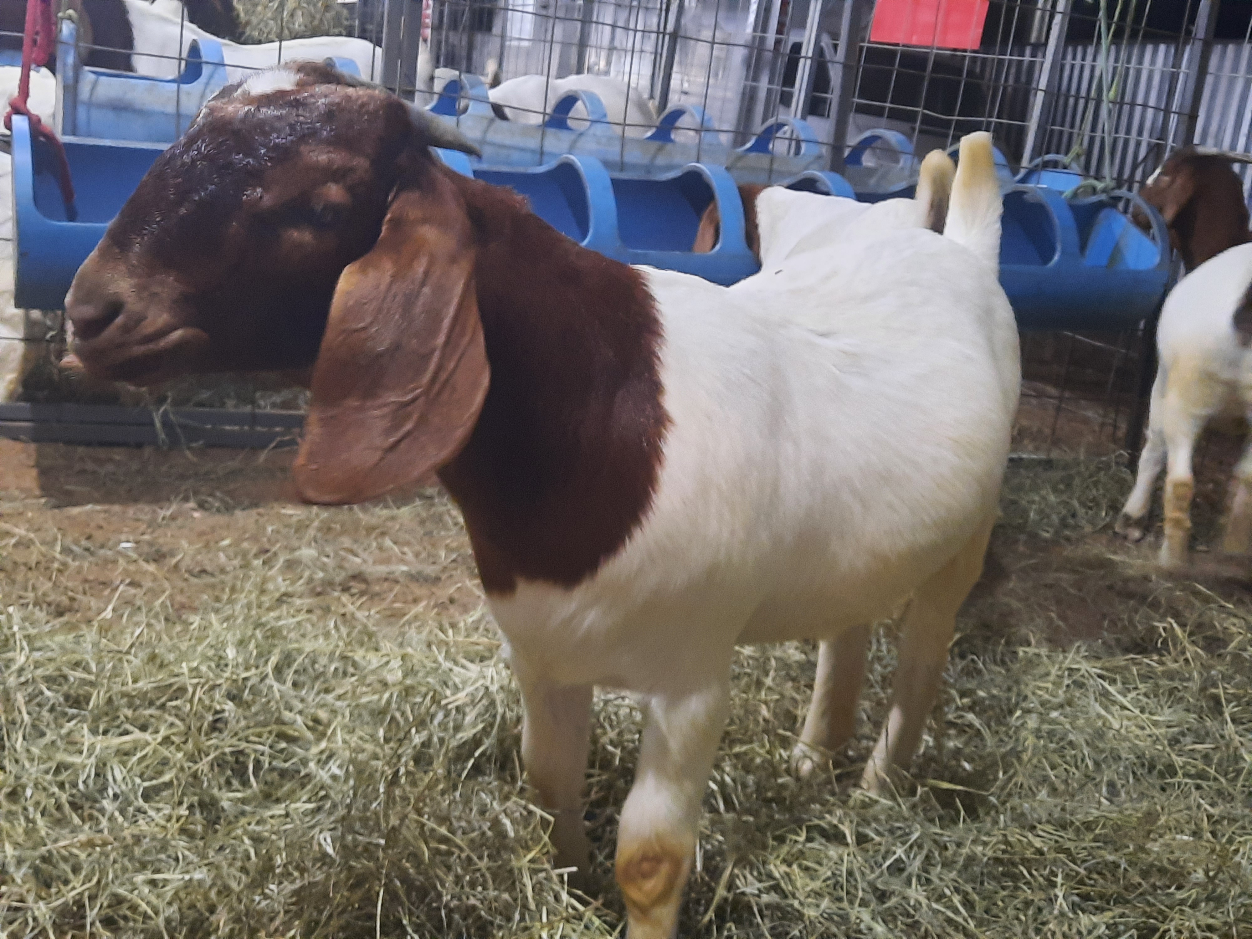 Exposição de animais.jpg