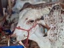2a Expo Agro Serra de Teixeira Foto 2.jpg