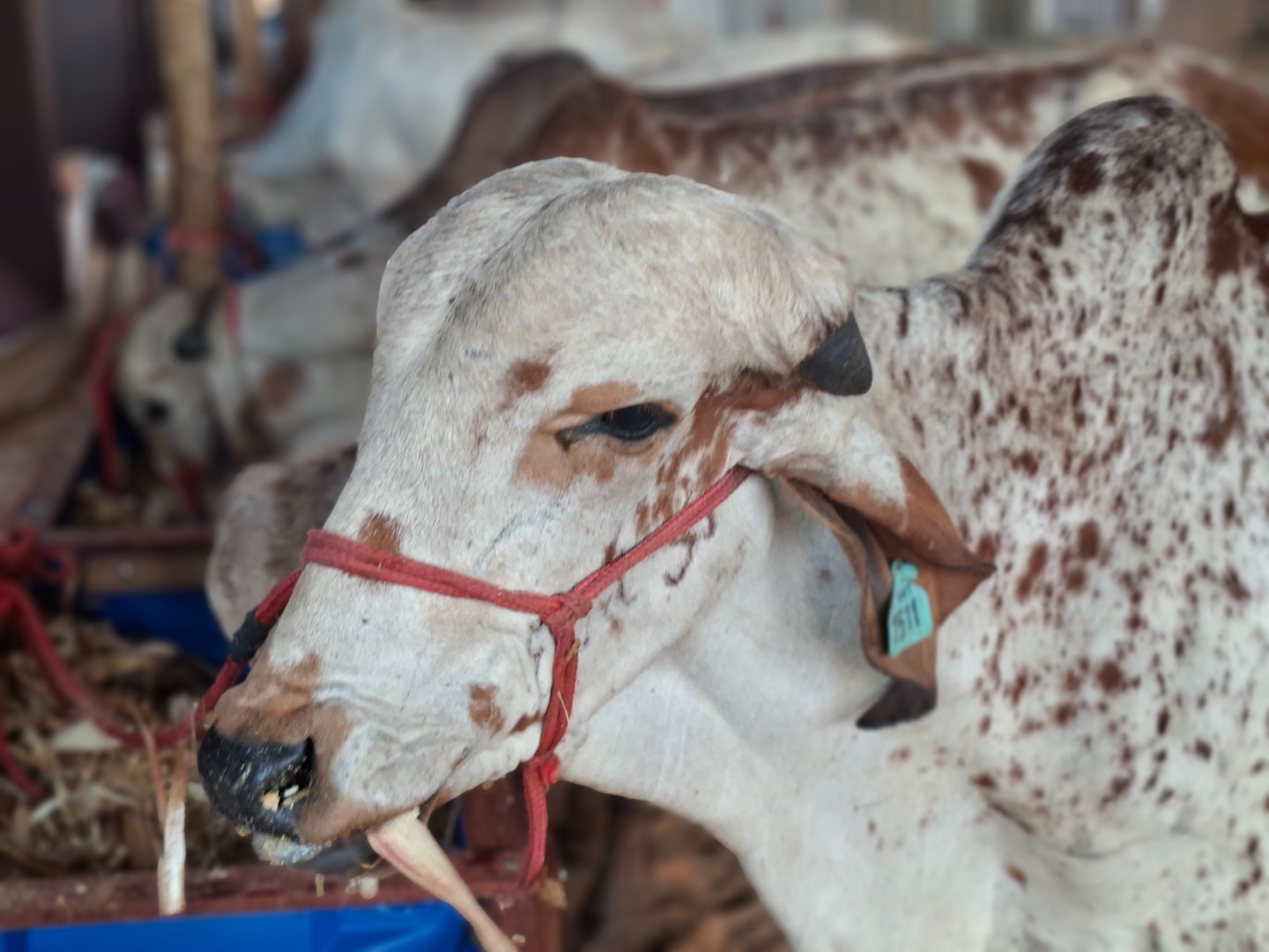 2a Expo Agro Serra de Teixeira Foto 2.jpg