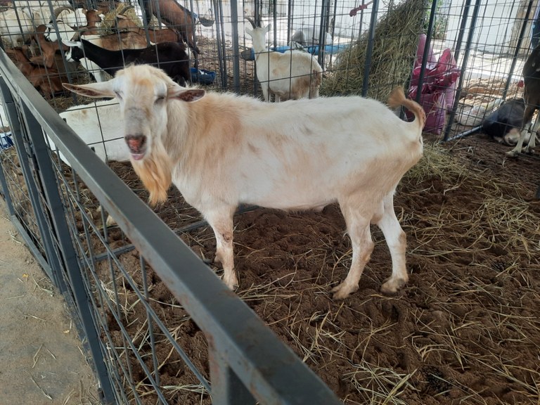 Expo Agro Peixe - Animais.jpg