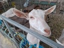 Animais Exposição.jpeg