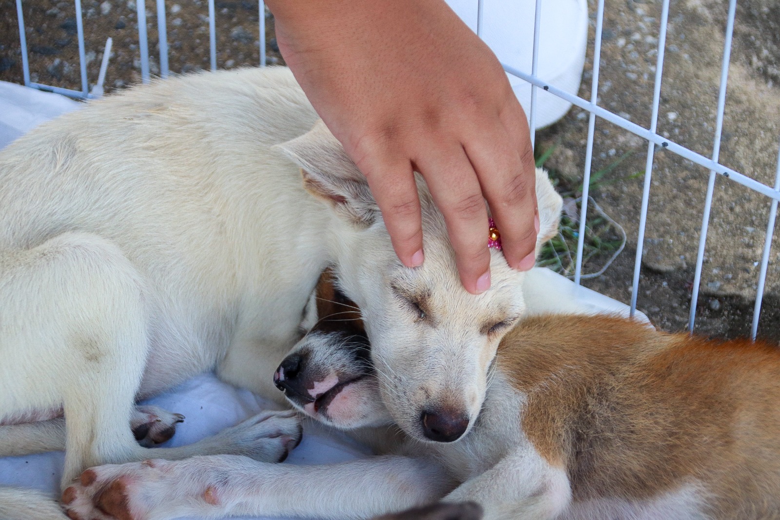 WhatsApp Image 2025-12-11 at 11.31.04 (1).jpeg