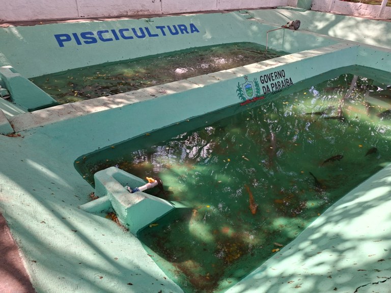 Peixes Sedap-PB Programa da Piscicultura.jpg