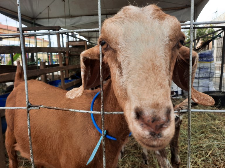23a Bode na Rua - Gurjão.jpg