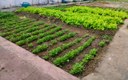 horta 1.jpg
