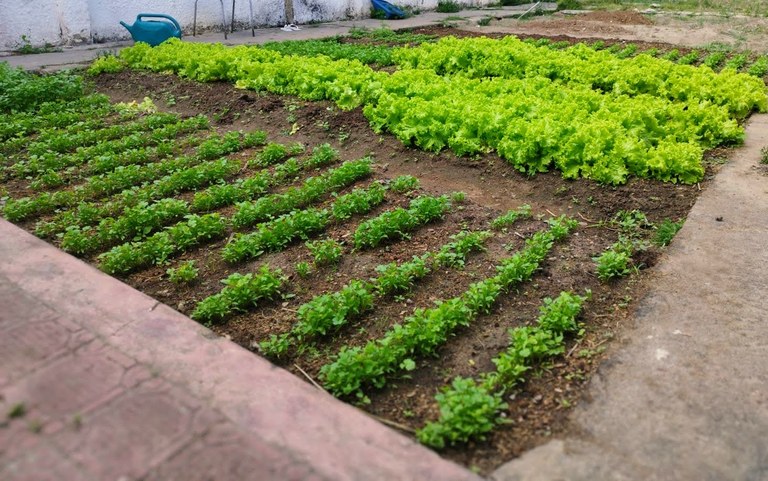 horta 1.jpg horta 1.jpg