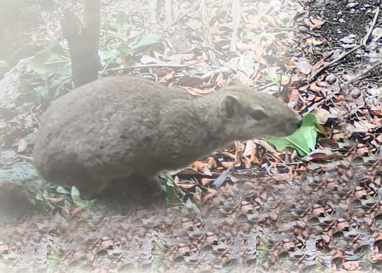Sudema_realiza_ações_de_monitoramento_remoto_da_fauna,_no_bioma_Caatinga.png Sudema_realiza_ações_de_monitoramento_remoto_da_fauna,_no_bioma_Caatinga.png